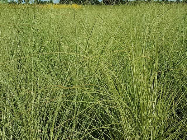 Miscanthus sinensis Morning Light